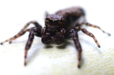 Jumping Spider 2.jpg