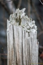 DSC_8748.jpg