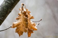 DSC_8765.jpg