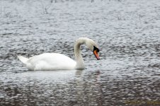 DSC_8767.jpg