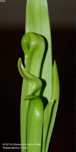 113 Hyacinth-140423_01.jpg