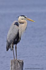 _DSC4638.jpg