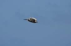 DSC_1012_1276.jpg