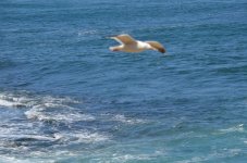 DSC_1006_1271.jpg