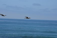 DSC_1010_1275.jpg