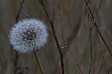 DSC_6064 dandy lion.jpg