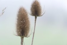 DSC_6065 weeds.jpg