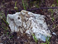 DSC_6073 rock.jpg