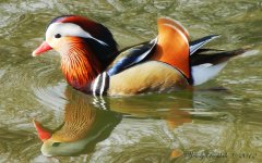 WoodDuckDay47.jpg