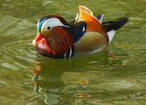 WoodardDuck.jpg