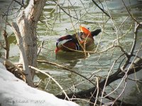 WoodardDuck2Day47.jpg
