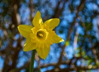 First Flower of 2012.jpg