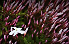 _DSC3700.jpg