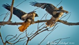 _DSC0111-Edit-3.jpg