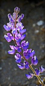 spring flower.jpg