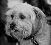 Waston BW.jpg