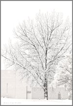 arbre enneigé.jpg