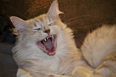 fluffy_laughing.jpg