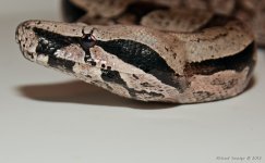 DSC_2585.jpg