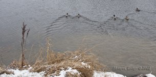 ducks.jpg