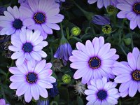 Spring Flowers.jpg