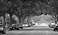 Tree Lined St S9100.jpg