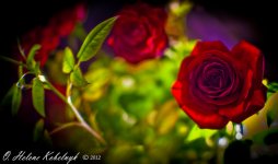 _SSC0154.jpg