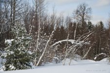 snowy trees.jpg