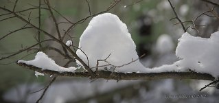 loaded branch.jpg