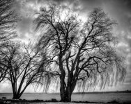 willow hdr-2.jpg