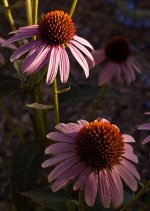 fall blooms.jpg