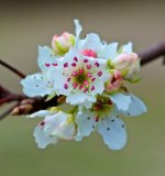 Sumkinda Tree Blossom.jpg