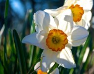 Sunrise Daffodil.jpg
