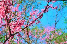 redbud1.jpg