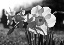 B&W Daffodil.jpg