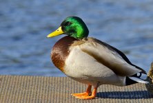 Colvert.jpg