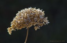 Dryed flower.jpg