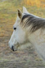 horse3.jpg