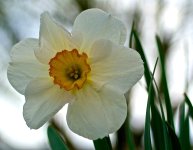 Daffodil.jpg