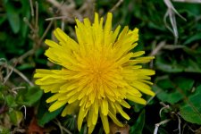 Dandelion.jpg