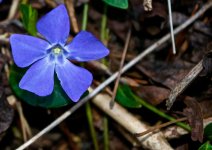 Little Blue Flower.jpg