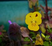 Little Yellow Flower.jpg