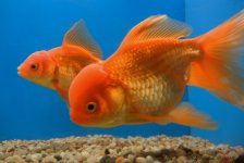 GoldFishDay64.jpg