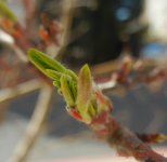NewGrowthDay73.jpg