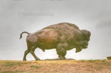 buffalo.jpg