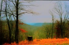 backyard3.jpg