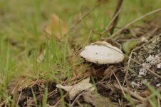 mushroom.JPG