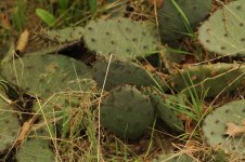 cacti.JPG