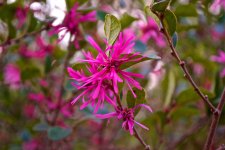 Flowering Bush.jpg