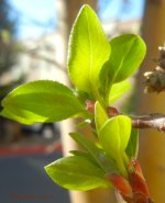 GreenNGrowingDay79.jpg